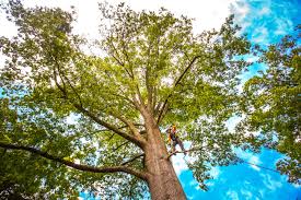 Best Root Management and Removal  in Lake Lure, NC